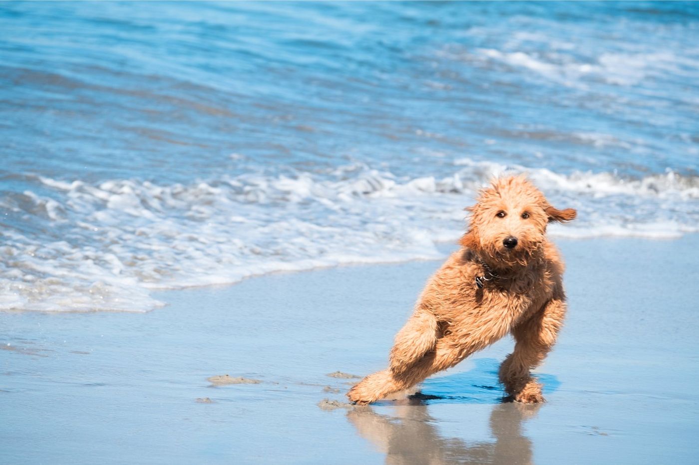 A wet golden doodle bounding along the shoreline