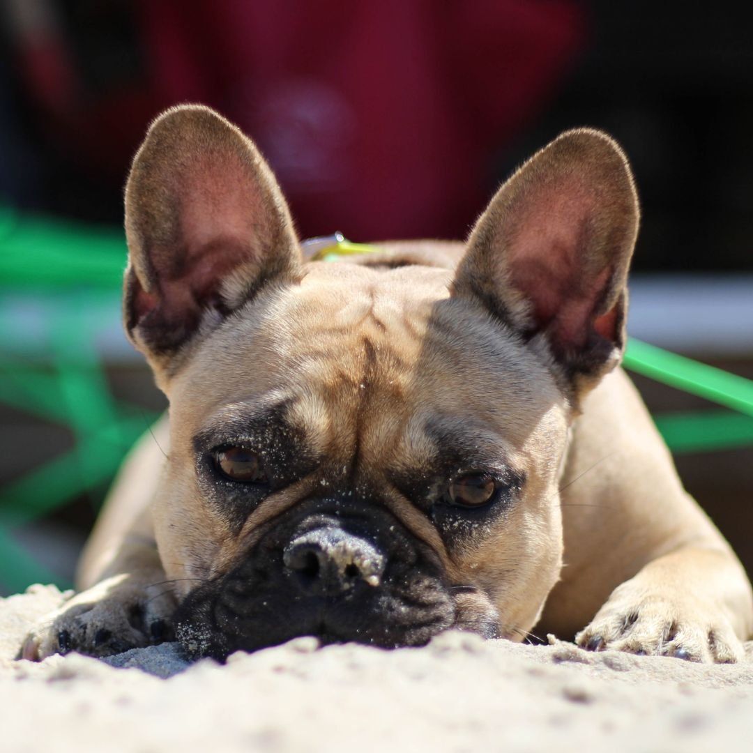 A French bulldog looking up, hoping for a treat