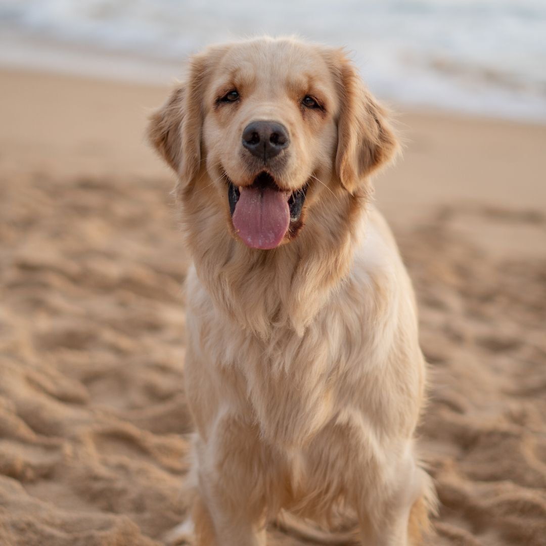 A golden retriever on the sand