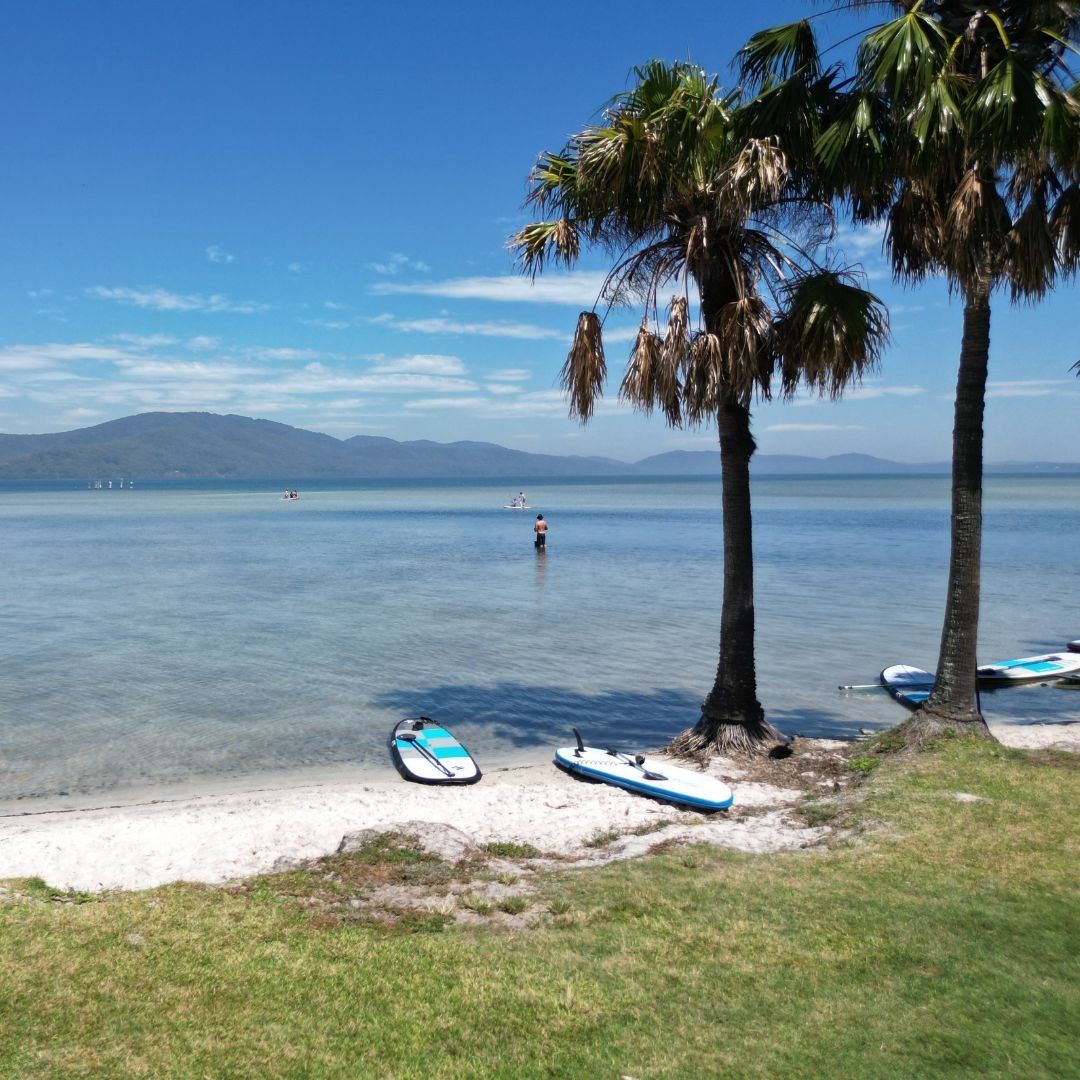 A paddleboard on the lake under the cabbage palms